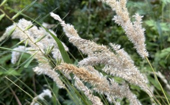 Melica ciliata, verzweigte Auslese, Foto vom 6.7. (© Spender 419)