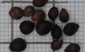 Melittis melissophyllum Samen (© Gabriele Renneberg)