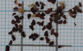 Oenothera glazioviana Samen (© Gabriele Renneberg)