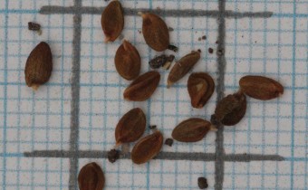 Pachyphragma macrophyllum Samen (© Gabriele Renneberg)