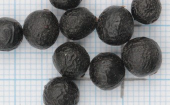 Paeonia cambessedesii Samen (© Gabriele Renneberg)