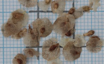 Patrinia scabiosifolia Samen (© Gabriele Renneberg)