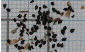 Petrorhagia saxifraga Samen (© Gabriele Renneberg)