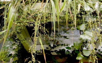 Phaenosperma globosum, Foto vom 14.9. (© Spender 419)