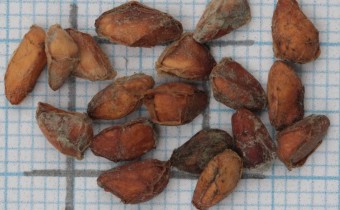 Punica granatum 'Nana' Samen (© Gabriele Renneberg)