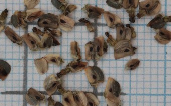 Ratibida pinnata Samen (© Gabriele Renneberg)