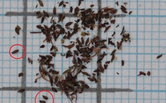 Saxifraga cortusifolia Samen (© Gabriele Renneberg)