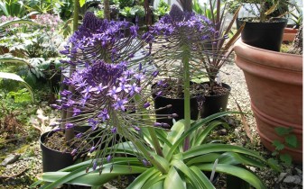 Scilla peruviana, gesehen in England, Foto vom 27.April (© Gabriele Renneberg)