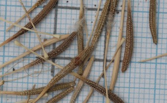Scorzonera suberosa ssp. cariensis Samen (© Gabriele Renneberg)