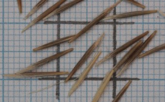 Stipa capillata Samen (© Gabriele Renneberg)