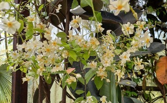 Trachelospermum asiaticum, Foto vom 23.5. (© Spender 55)