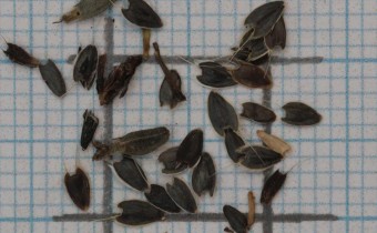 Zinnia angustifolia Samen (© Gabriele Renneberg)