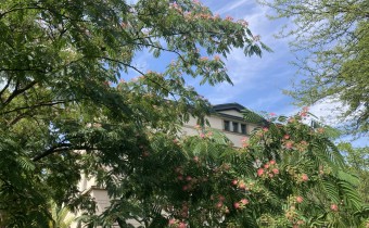 Albizia julibrissin, BoGa Leipzig, Foto vom 8.7. (© Spender 419)