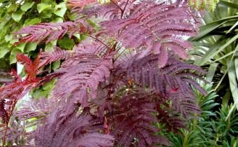 Albizia julibrissin, Sorte 'Summer Chocolate', Foto vom 14.9. (© Spender 419)