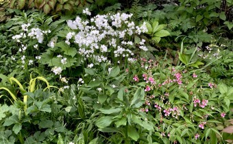 Allium zebdanense, Foto vom 8.5. (© Spender 419)