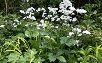 Allium zebdanense, Foto vom 5.5. (© Spender 419)