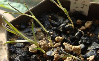 Alstroemeria patagonica, Sämlinge (© Spender 55)