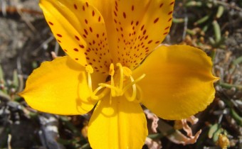 Alstroemeria patagonica, Foto vom 29.12. in Patagonien (© Spender 55)