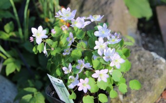 Anemonella thalictroides, Sorte 'Rosea', Foto vom 23. April (© Gabriele Renneberg)