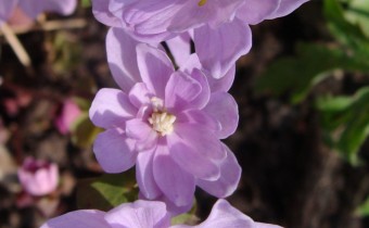 Anemone thlictroides, Foto vom 30.3. (© Spender 55)