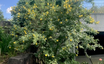 Argyrocytisus battandieri, Foto vom 9.6. (© Spender 419)