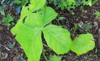 Arisaema fargesii, Blatt, rechts Jungpflanze. Foto vom 9. Juli (© Gabriele Renneberg)