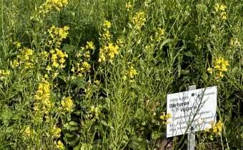 Barbarea vulgaris, BoGa Bonn, Foto vom 12.5. (© Spender 419)