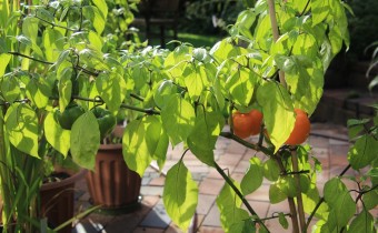 Capsicum pubescens `Amarillo´, Foto vom 10. Oktober (© Gabriele Renneberg)