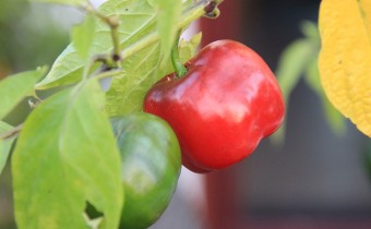 Capsicum pubescens, rote Sorte, Foto vom 6. Oktober (© Gabriele Renneberg)