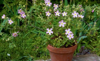 Cistus x lenis 'Grayswood Pink', Foto vom 9.5. (© Spender 419)