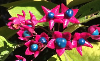 Clerodendrum trichotomum, Früchte, Foto vom 13.10. (© Spender 419)