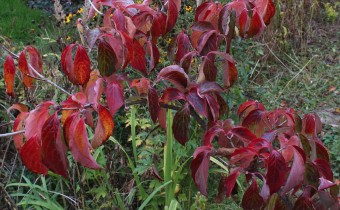 Cornus kousa, Herbstfärbung, Foto vom 7.10.  ( © Spender 55)