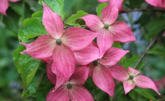 Cornus kousa 'Scarlet Fire', Foto vom 6. Juni (© Gabriele Renneberg)