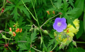 Emilia coccinea (mit Geranium), Foto vom 29.6. (© Spender 419)