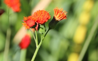 Emilia coccinea, Foto vom 30. Juni (© Gabriele Renneberg)