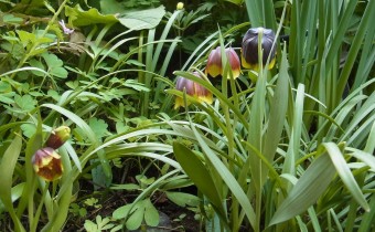Fritillaria michailovskyi, Foto vom 17.4. (© Spender 419)