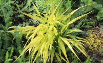 Hakonechloa makra `Allgold´, Foto vom 16.4. (© Spender 55)
