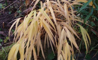 Hakonechloa makra `Allgold´, Herbstaspekt, Foto vom 17. 11. (© Spender 55)