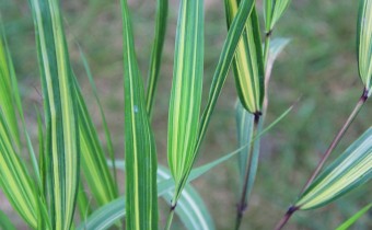 Hakonechloa macra 'Sunny Delight', Foto vom 19. Juni (© Gabriele Renneberg)