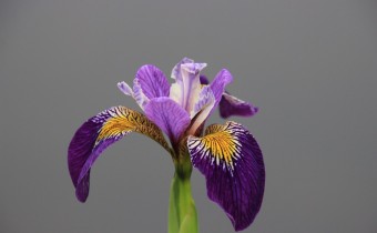 'Mysterious Monique', Foto vom 30.Mai (© Gabriele Renneberg)