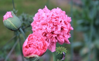 rosa gefüllt, Foto vom 18.Juni  (© Gabriele Renneberg)