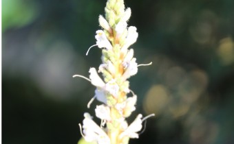 'Alba', Foto vom 26.August (© Gabriele Renneberg)