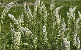 Reseda alba, BoGa Bonn, Foto vom 12.5. (© Spender 419)