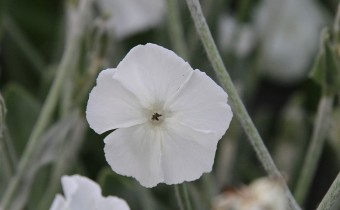 'Alba', Foto vom 6.Juni (© Gabriele Renneberg)