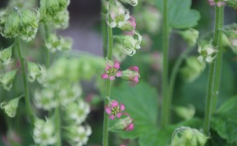 'Rubra', Foto vom 19.Mai (© Gabriele Renneberg)