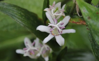 Sorte 'Purple Eye', Foto vom 26.September (© Gabriele Renneberg)