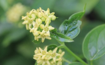 Vincetoxicum hirundinaria subsp. nivale, Foto vom 6.Juni (© Gabriele Renneberg)