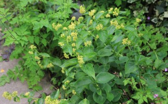 Vincetoxicum hirundinaria subsp. nivale, Foto vom 6.Juni (© Gabriele Renneberg)
