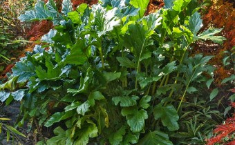 Acanthus mollis, Foto vom 11.10. (© Spender 319)
