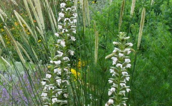 Acanthus mollis, Foto vom 22.7. (© Spender 319)